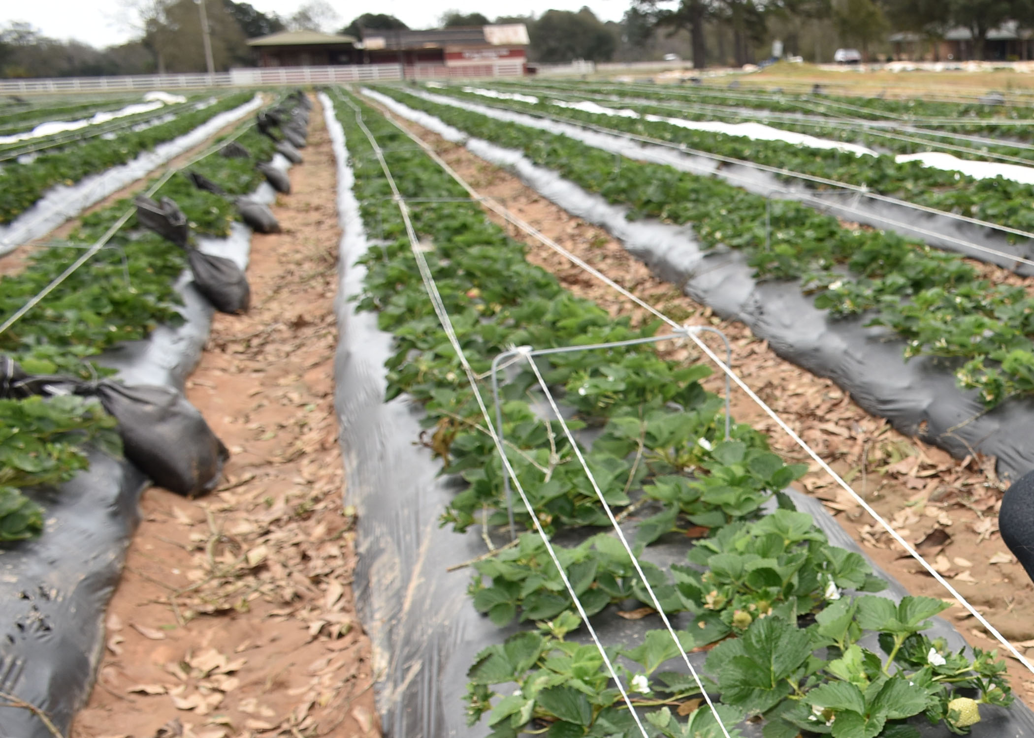 Food safety workshops set for March in Baton Rouge, April in New Orleans